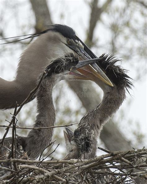 Blue Heron Stock Photos. Blue Heron Baby Bird on the Nest. Baby Bird. Picture. Image. Portrait ...