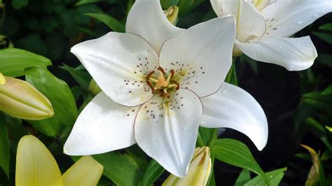 24 Types Of White Lilies