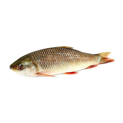 Rahu Fish - Sheraz Seafood