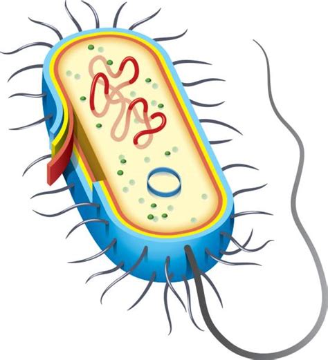 Bacterial Dna Illustrations, Royalty-Free Vector Graphics & Clip Art - iStock