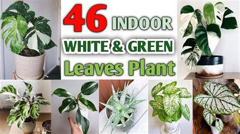 46 Indoor Plants with White and Green Leaves | White and Green Stripe ...