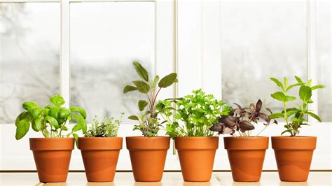 Kitchen Gardening 101: Tips for Growing Fresh Produce Indoors - AMA