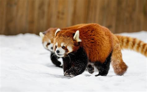 animals, Snow, Red Panda Wallpapers HD / Desktop and Mobile Backgrounds