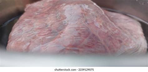 Raw Cow Lungs On Bowl Cow Stock Photo 2239129075 | Shutterstock