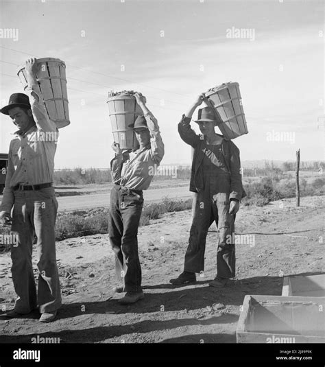 Pea pickers coming in from field to the weigh master. Imperial Valley ...