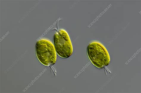 Tetraselmis chui algae, light micrograph - Stock Image - C056/0705 - Science Photo Library