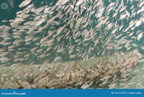A School of Lookdown Fish Under a Pier Stock Image - Image of lookdown, school: 111717707