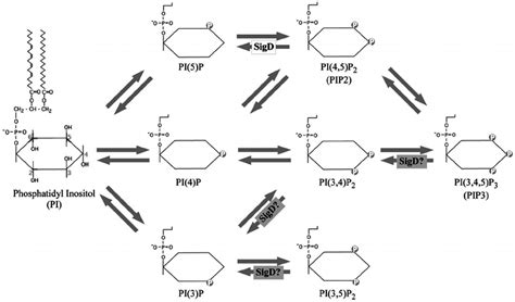 Phosphoinositide metabolism and involvement of SigD. The actions of... | Download Scientific Diagram