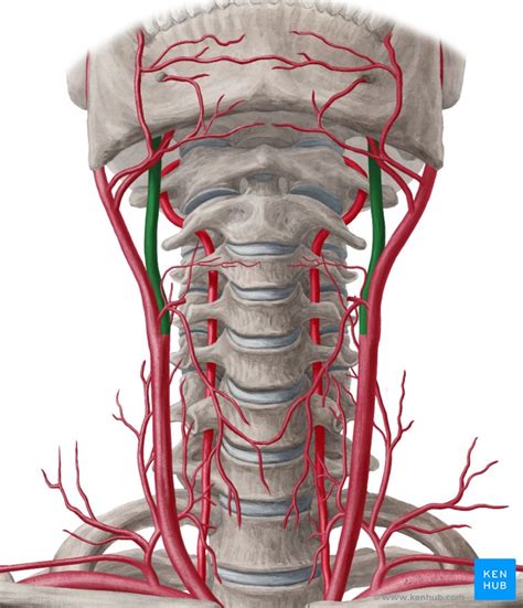 Internal Carotid Artery Branches Mnemonic