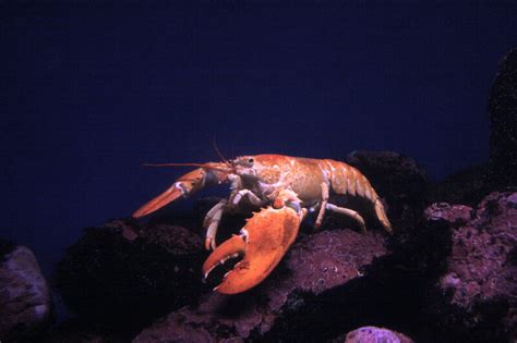 A Rare Yellow Lobster Joins a Boston Aquarium's Lobster Rainbow - Atlas Obscura