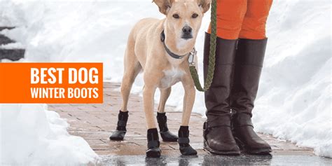 Top 6 Best Dog Winter Boots, Paw Protectors & Snow Boots