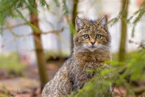 Gato-bravo - Felis silvestris - Animais - InfoEscola