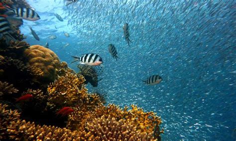 CORAL REEF CONSERVATION COURSE4 – RedSea Life