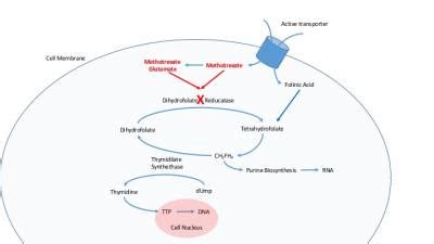 Methotrexate And Leucovorin Mechanism Of Action