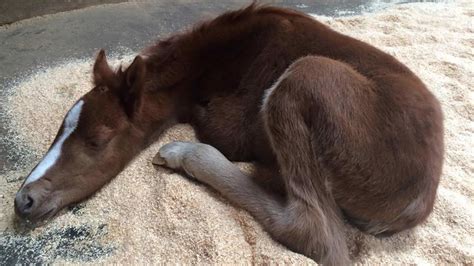 Baby horse rescued from ravine in California - ABC11 Raleigh-Durham