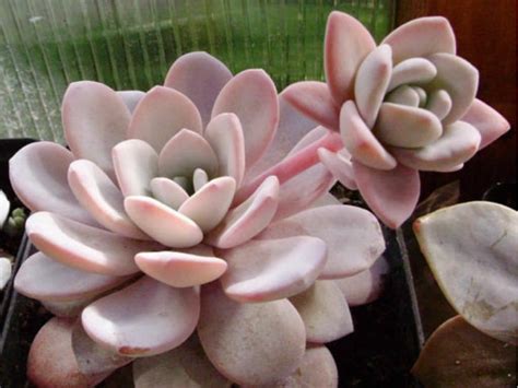 Echeveria laui - World of Succulents