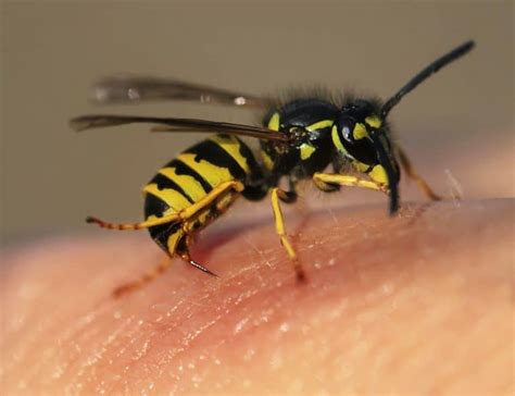 How To Treat A Paper Wasp Sting At Home - How I Get Rid Of