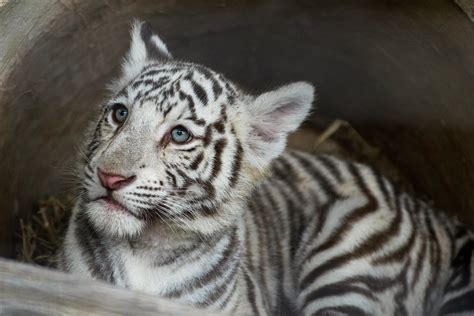 White Bengal Tiger Cub | Olmense Zoo September 2015 | Flickr