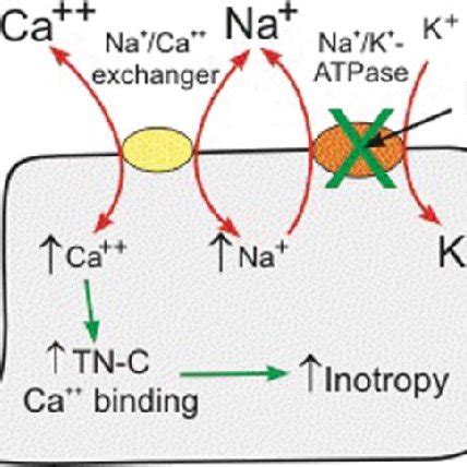 General structure of cardiac glycosides. | Download Scientific Diagram