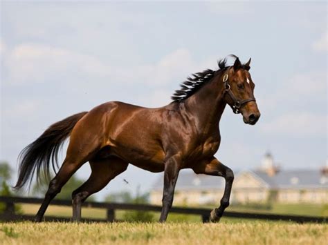 The Five Most Popular Horse Breeds In The Racing World