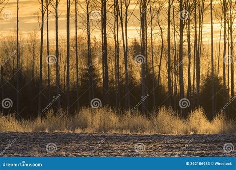 Bare trees at sunset stock image. Image of sunset, bare - 262106933