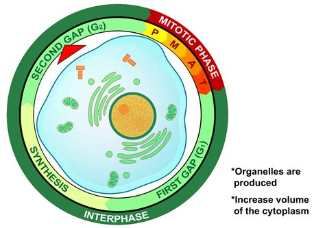 The Cell Cycle — The Biology Primer