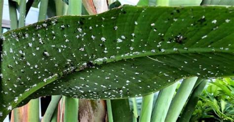 How To Get Rid Of Mealy Bugs On Indoor Plants