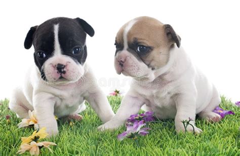 Bulldog Francese Dei Cuccioli Fotografia Stock - Immagine di bianco ...