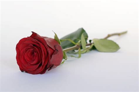 Red Rose Day Images | Rose day, Red roses, Red rose