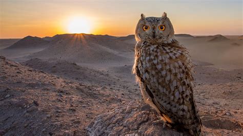 Owl in the desert wallpapers and images - wallpapers, pictures, photos