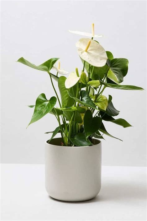 Anthurium White - Indoor Plants | Plantshop.me