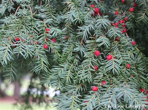 Taxus brevifolia - Description | CG Encyclopedia