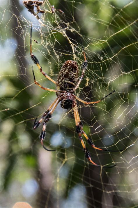 Today's capture.. Well, this critter fed on her mates... And grew. Note that as usual I had to ...