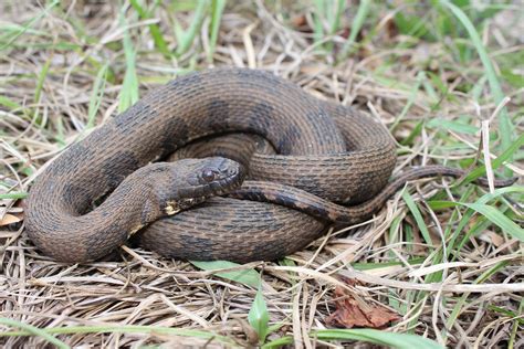 Brown Watersnake – Florida Snake ID Guide