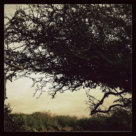 Windswept Trees 4 | Windswept, Tree, Print inspiration