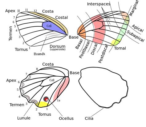 Wing anatomy, Butterfly wings, Butterfly body parts