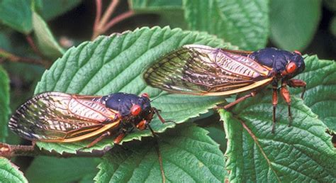 Considerations for 2021 cicada season | Morning Ag Clips