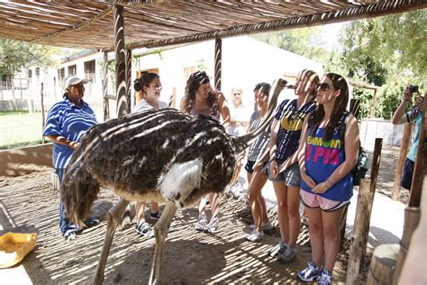 Aperture Checked: Garden Route: Ostrich Farm