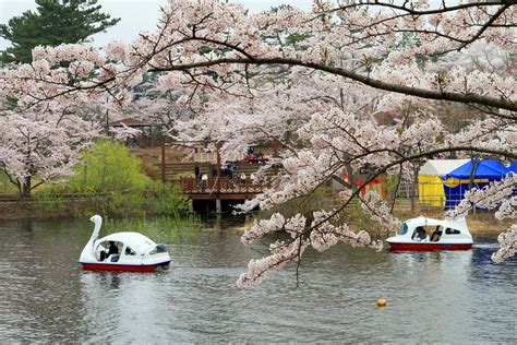 3 Best Places to See Cherry Blossom in Aomori | Kyuhoshi