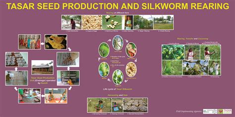 Silk Production Process