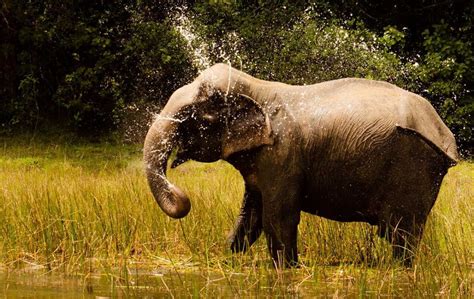 Wilpattu National Park Tourism (2024) - Sri Lanka > Top Places, Travel ...