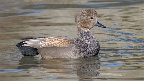 Gadwall Duck Hen