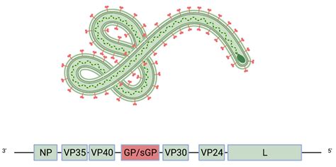 Ebola Virus Cell Structure