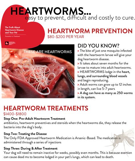 How To Care For Dog After Heartworm Treatment