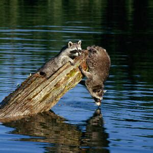 Fun Wildlife Family Activity at Your Lake - Can You Find These Animals?