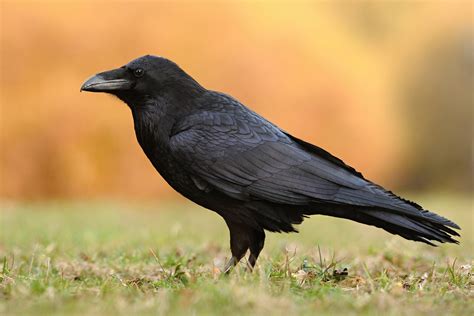 Common Raven Bird Facts | Corvus Corax