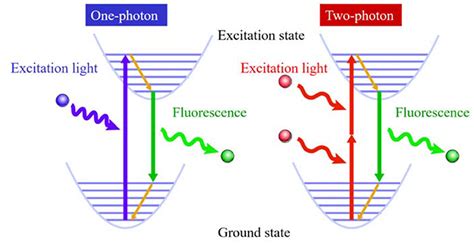 Frontiers | Fluorescent AIE-Active Materials for Two-Photon Bioimaging Applications