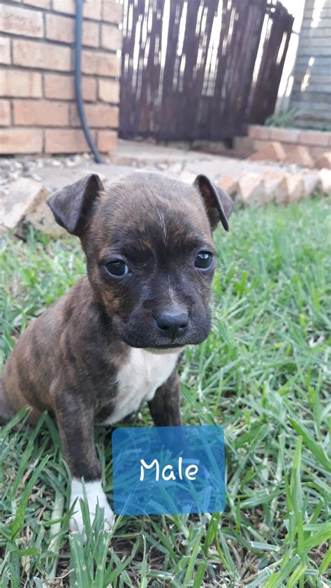 Staffie Puppies in Other (14/04/2020)