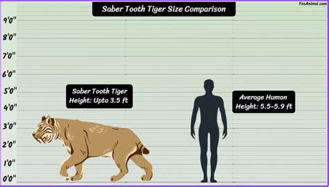 Saber Tooth Tiger Size: How Big Are They Compared To Others?