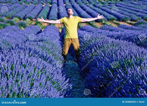 Lavender Fields Royalty Free Stock Photo - Image: 25980295